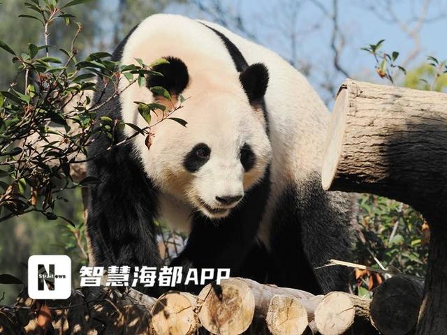 全城“萌动”！福州人的周末，被这5只“滚滚”承包了！