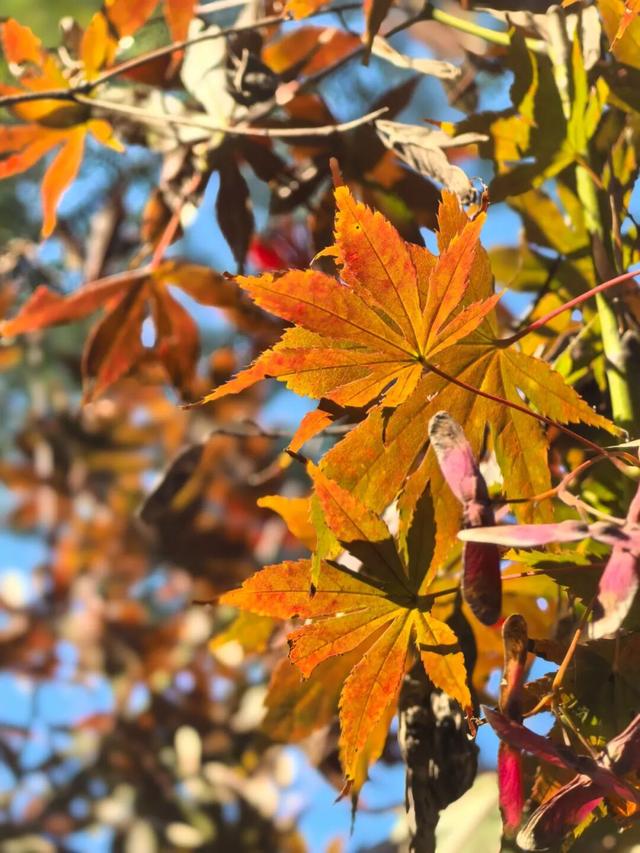看！市北的深秋落在了地上！快来捡个秋