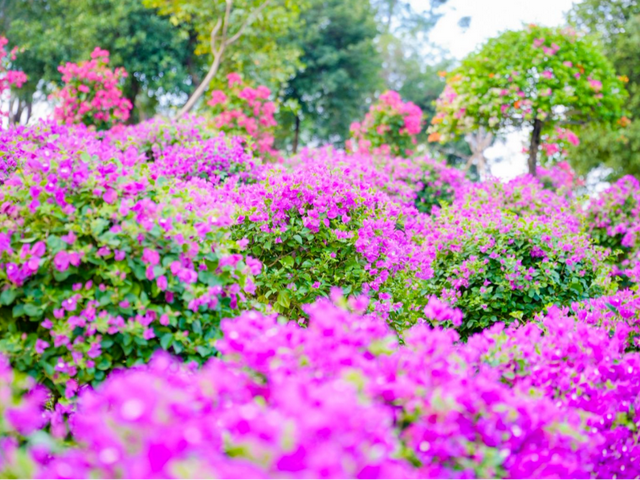 藏不住了！马岭千亩花海美成童话，福利门票免费送~