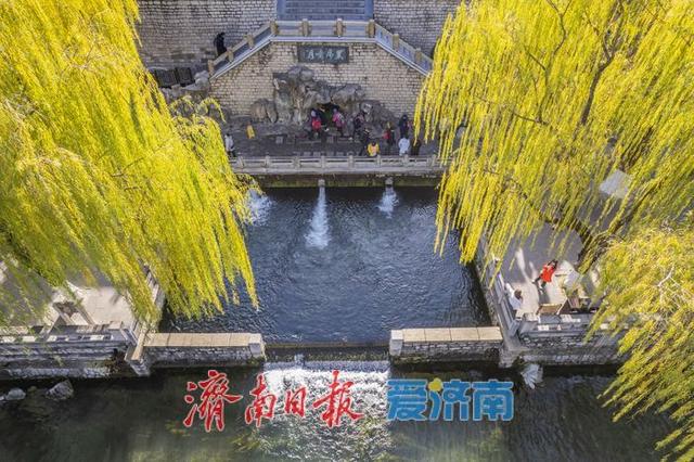 一年四季 泉在济南丨护城河畔诗意浓 晴光倾洒柳轻拂