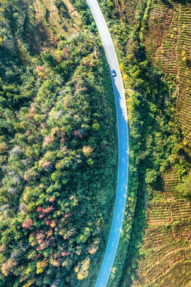 别去日本了！新洲的“同款”风景，美得更懂你