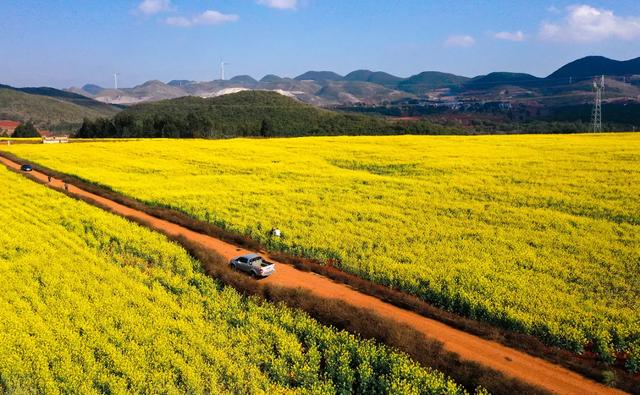 弥勒千亩油菜花海，太出片啦