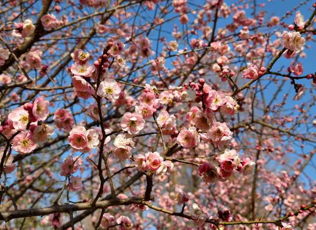 快冲！即将开遍日照！