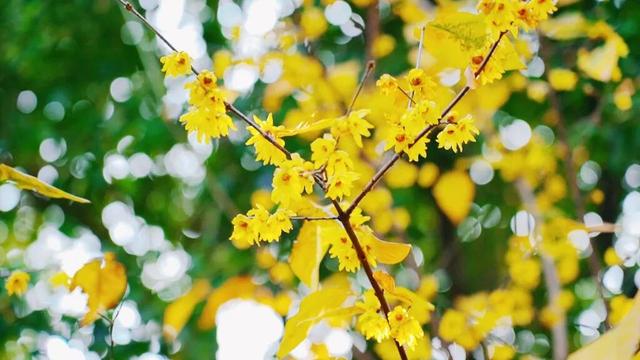 新繁东湖，红梅花儿开正艳！