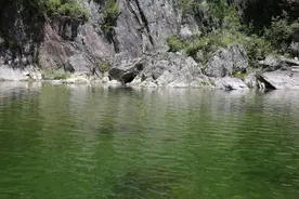 历经上亿年演化 中国野生“娃娃鱼”现在怎么样了？图片