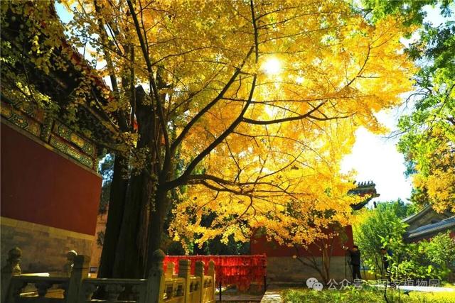 金色瀑布！北京这些千年古银杏正在最佳观赏期！