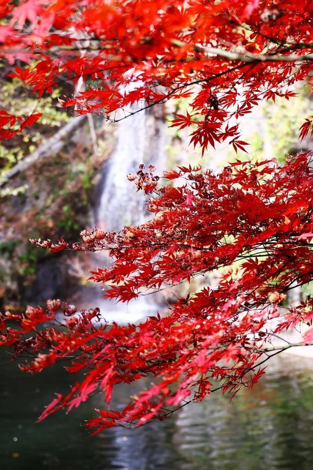 官宣：栖霞山进入最佳观赏期！