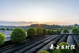 【粤黔协作·莞爱铜行】铜仁梵净抹茶——中国极品好茶，销量领先全球!图片