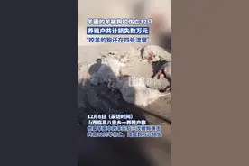 32只羊被狗咬伤咬死，山西一养殖户损失数万元图片