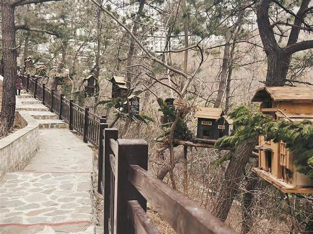 松鼠“别墅群” 搭建大连“冬日童话”