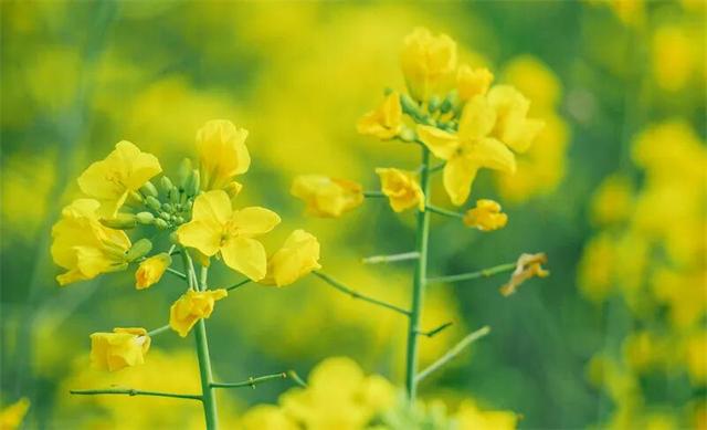 冬暖花开游云南 | 冬游红河，“马”上赏花！