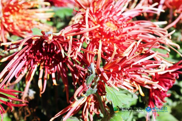 甘州府城：一半是人间烟火，一半是菊韵诗魂