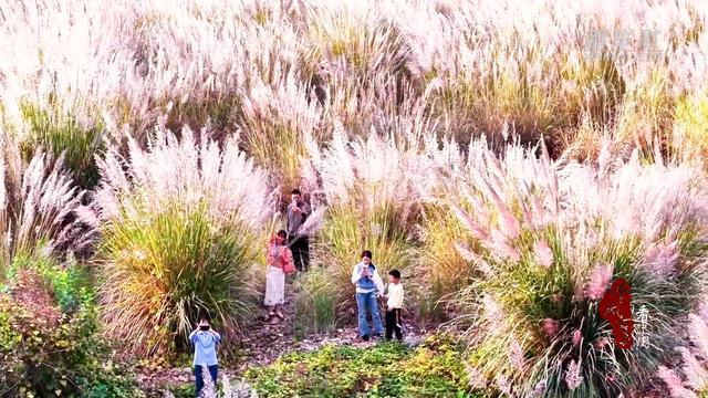 千城百县看中国｜湖南隆回：芦花摇曳赧水美