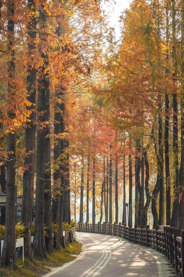 成都限定红！水杉最美季节上线，赶紧打卡
