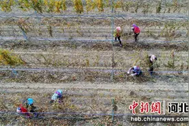张家口怀来：葡萄园里管护忙图片