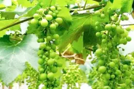 六月管好葡萄园 销售时节笑开颜图片