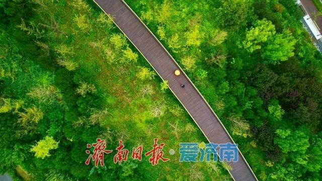 济南茂岭山公园：雨后秋景如画 市民邂逅清新诗意