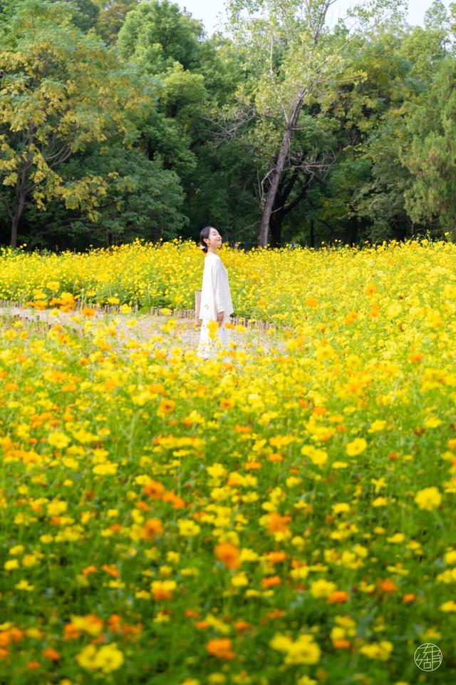 圆锥绣球+硫华菊盛放！植物园双花展上新！