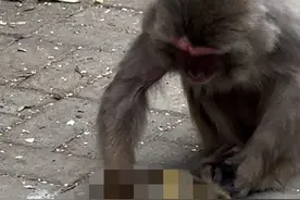 动物园猴妈妈为何不舍夭折的幼崽？专家：爱子心切，自然行为图片