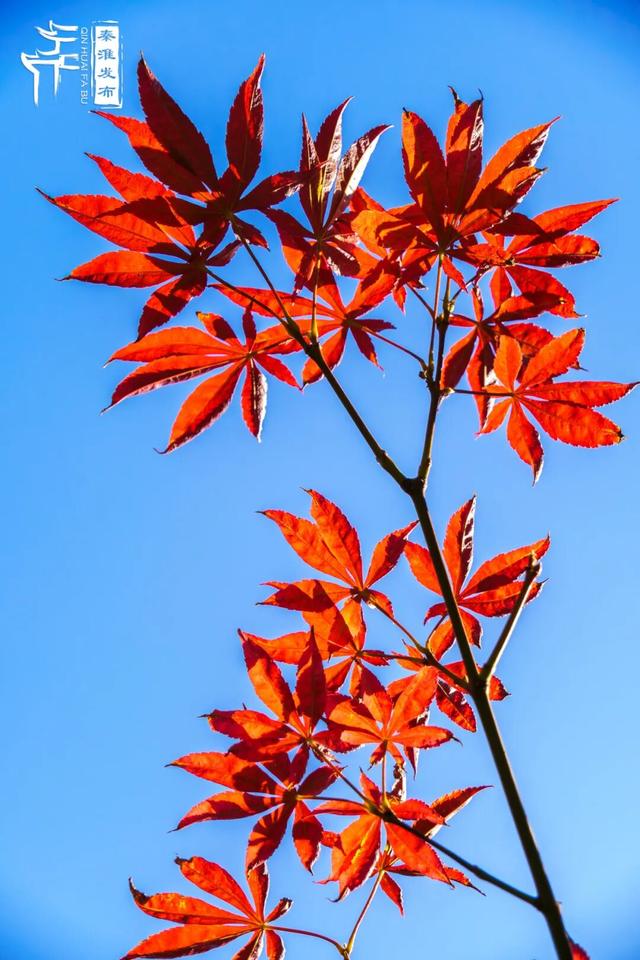 美“枫”了，快来赏！