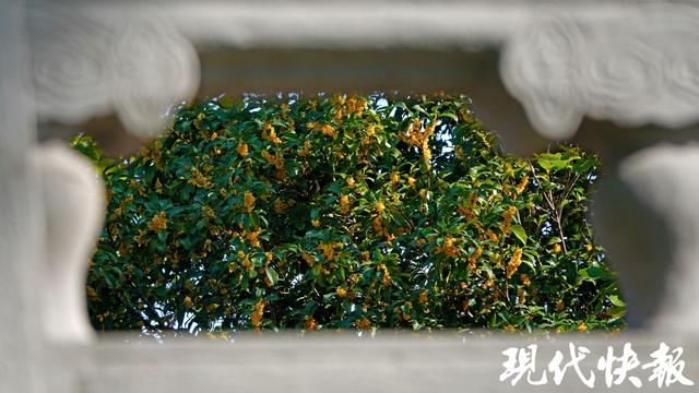 南京朝天宫的秋天，空气在“发糖”