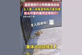 四只小奶狗集体出动有多可爱 来看看主人第一视角图片