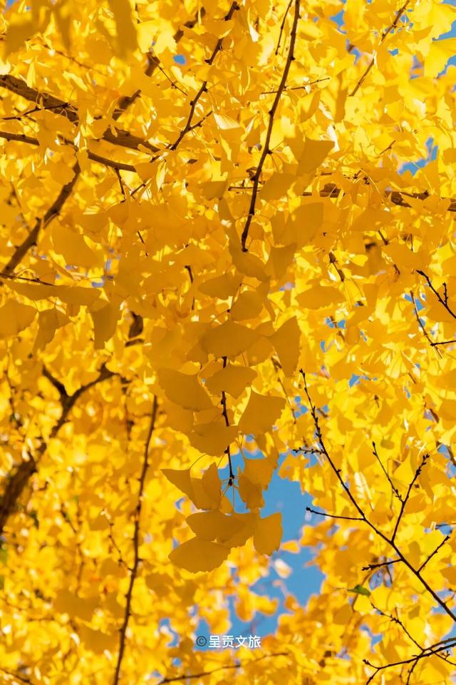 冬日呈贡洛龙公园，一天看尽四时之景