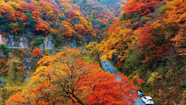 知音湖北 发现美好丨神农架层林尽染引游客纷至沓来