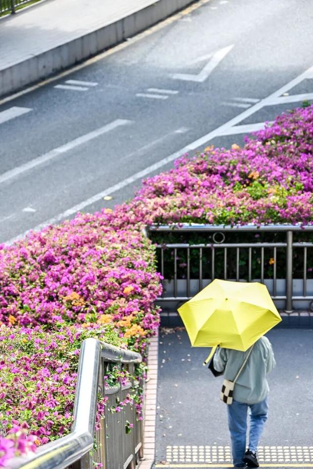 深圳知名景区紧急通知！