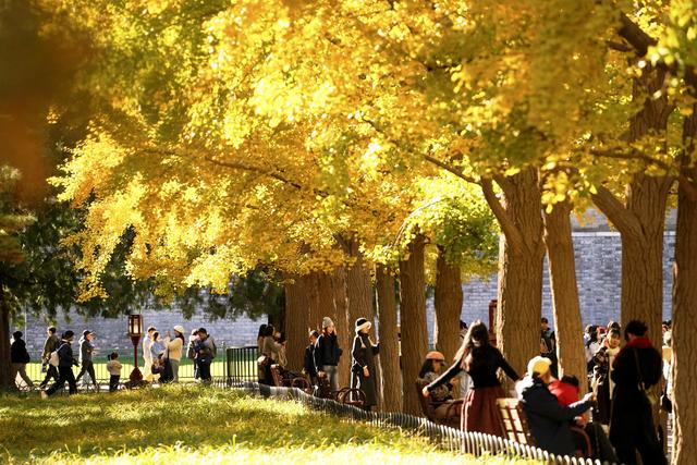 秋色浸染，天坛银杏大道换上“金衣”