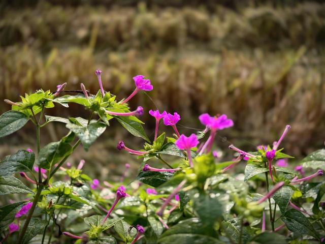 写点生活｜又见盛开在记忆深处的晚饭花