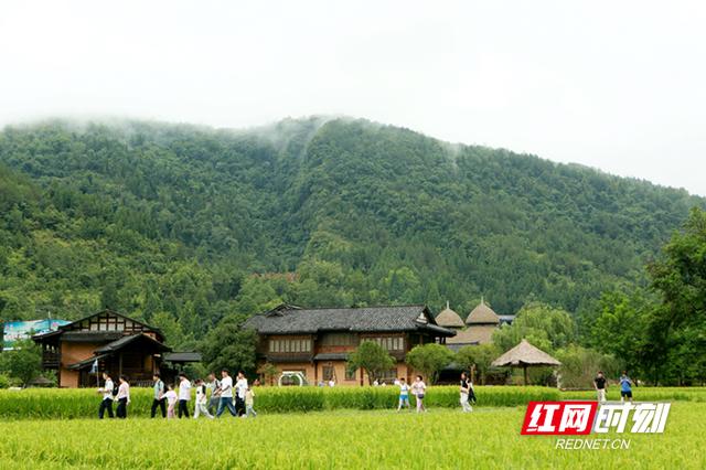 张家界黄龙洞：农旅融合生态美 田园风光引客来（组图）
