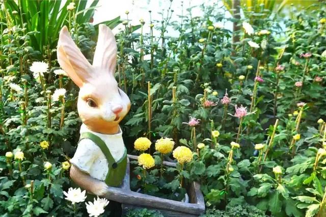 这场秋菊盛会，描绘着福建的千年风雅