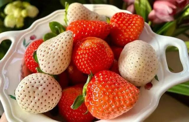 冬日限定甜蜜！草莓采摘正当时！