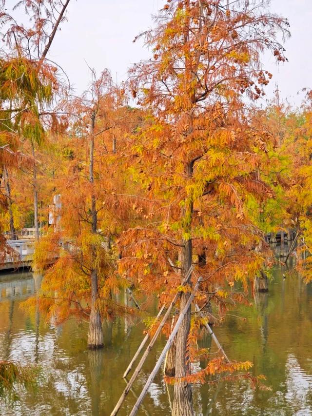 进入观赏期！东莞多处落羽杉，红了！