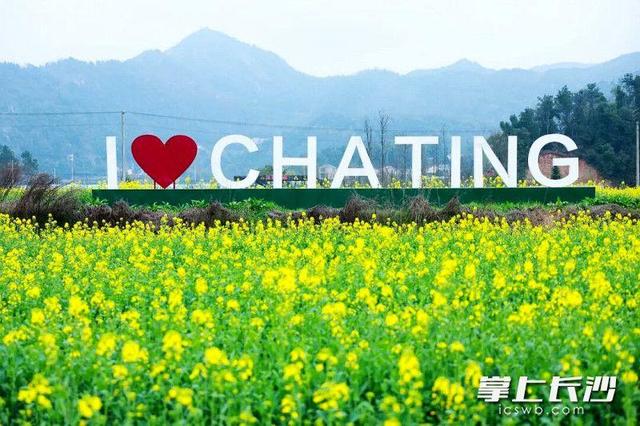 油菜花开了！望城这些地方的油菜花海等你来打卡