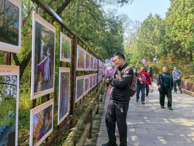 赵立坚微博打call日照银杏古树！附高清大图+进阶玩法！