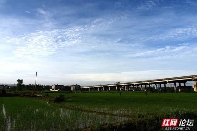 高清湖南丨岳阳云溪乡村游记：当钢筋铁骨遇上柔软稻浪