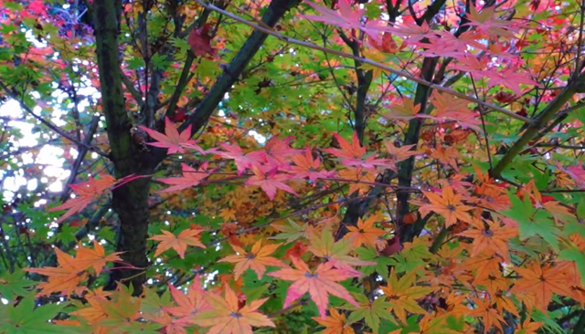 临潼人别宅啦！家门口这片小天地，藏着冬天最暖光景→
