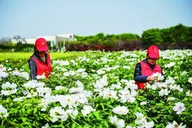采摘牡丹花 制作花蕊茶图片