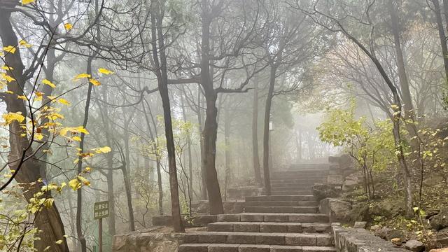 新视界｜济南佛慧山：初冬木叶黄 山高雾沾衣