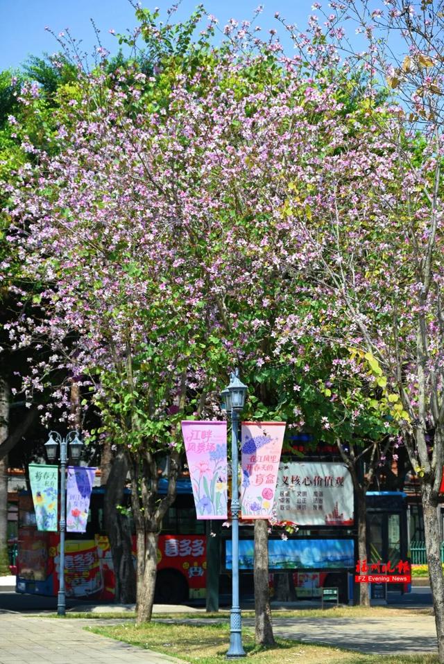 绝美！福州网红打卡地，火了！很多人正赶去……