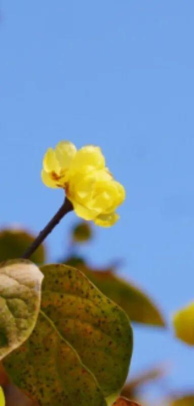 太仓“中式美学天花板”，要来了！