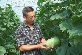 鹤峰：小小哈密瓜种出乡村“甜蜜梦”图片