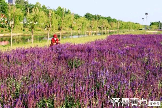 壹点号·秀山东|德州薰衣草花海的浪漫，是连呼吸都带着甜香的紫💜