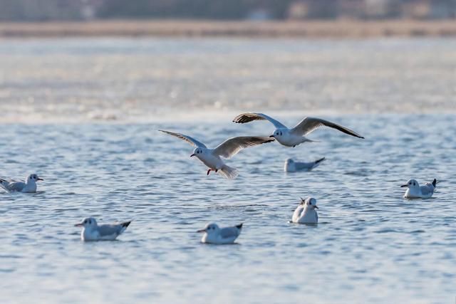 不出河南看海鸥！河南这家景区对全国19地居民免门票！