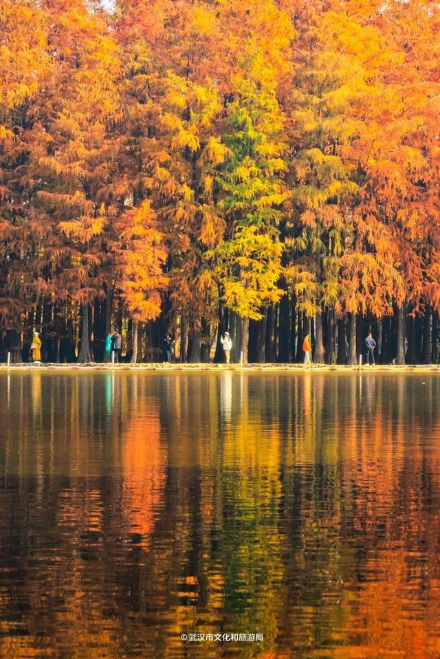 武汉这片杉树林，喀纳斯啊你！