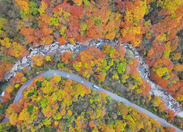 图片新闻｜四川巴中：光雾山红叶引客来 “黄金走廊”串起秋日盛宴