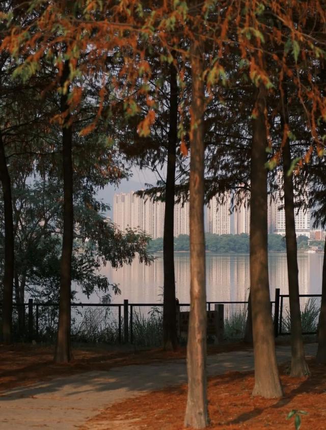 福州秋日限定浪漫已送达，附打卡点位→