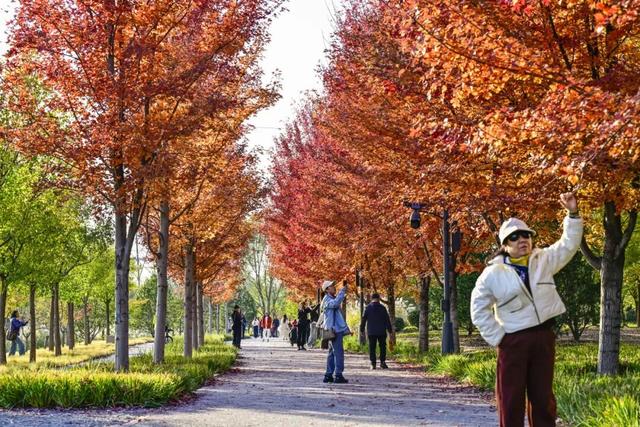 藏不住了！副中心这条4.4公里“红叶大道”，美到封神